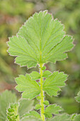 Geum chiloense 'Goldball'