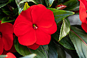 Impatiens new guinea 'sel® ColorPower® Red'
