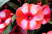 Impatiens new guinea 'sel® ColorPower® Coral Flame