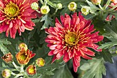 Chrysanthemum 'Red'