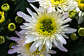 Chrysanthemum 'White