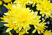 Chrysanthemum multiflora 'Banga Yellow'