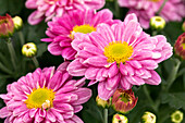 Chrysanthemum 'Pink' 