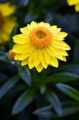 Helichrysum bracteatum Mohave® Yellow