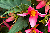 Begonia boliviensis 'Mistral® Pink