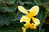 Begonia boliviensis 'Mistral® Yellow'