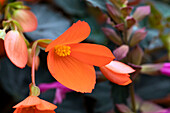 Begonia sel® 'California Sunlight'