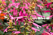 Salvia 'Salmia Pink'