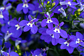 Lobelia erinus 'Curaçao® Compact Dark Blue'