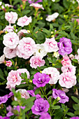 Calibrachoa Trixi® 'Pink Petticoat'