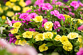 Calibrachoa Trixi® 'Petticoat'