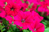 Petunia 'AlpeTunia® Hot Pink'