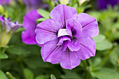 Petunia SweetSunshine® Provonce