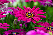 Osteospermum ecklonis 'Compact FlowerPower® Purple '18'