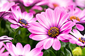 Osteospermum ecklonis 'Compact FlowerPower® Lavender Pink '14'