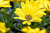 Osteospermum ecklonis 'Compact FlowerPower® Yellow ´19'