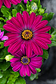 Osteospermum ecklonis Compact FlowerPower® Dark Purple