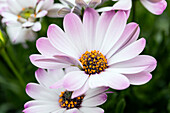 Osteospermum ecklonis FlowerPower® 'Lavender and White'