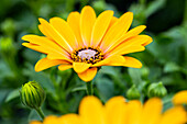 Osteospermum ecklonis FlowerPower® 'Magic Orange'