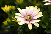 Osteospermum ecklonis FlowerPower® 'Shadow Lemon'