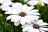 Osteospermum ecklonis FlowerPower® 'Ice'