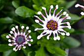 Osteospermum ecklonis FlowerPower® 'Spider White'