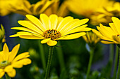 Osteospermum ecklonis 'SummerHero® Pure Yellow'