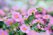 Sutera grandiflora 'sel® Falls Summer Pink'