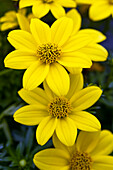 Bidens ferulifolia 'Eldoro® Compact Yellow'