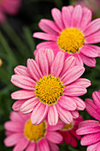 Argyranthemum frutescens 'LaRita® Hot Pink'