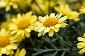 Argyranthemum frutescens 'LaRita® Yellow'