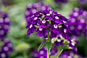 Verbena 'Lascar® Purple'.