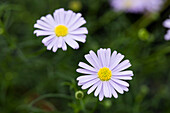 Brachyscome angustifolia 'Surdaisy® Blue'