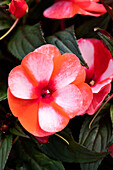 Impatiens newuguinea 'sel® ColorPower® Coral Flame