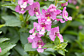 Angelonia angustifolia 'Alonia Pink Flirt'