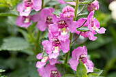 Angelonia angustifolia 'Alonia™ Pink Flirt'