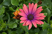 Osteospermum ecklonis Ostica Bronze