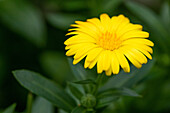 Calendula Cheers Orange