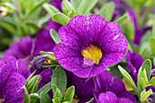 Calibrachoa Colibri Plum