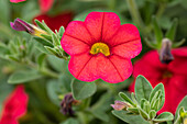 Calibrachoa 'Noa® Red Improved'