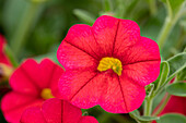 Calibrachoa 'Noa® Red Improved'