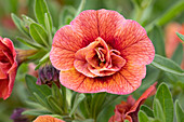 Calibrachoa 'Noa® Double Bronze'