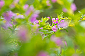 Cuphea hyssopifolia 'Allyson Lavender'