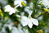 Lobelia erinus 'Anabel® Snow White'