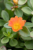 Portulaca oleracea Nano 'Orange'