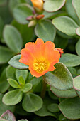 Portulaca oleracea Nano™ 'Orange'