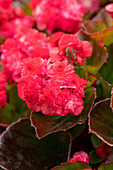 Begonia Paso Doble® 'Cherry Red'