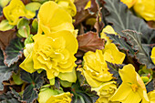Begonia I'CONIA Portofino 'Yellow'