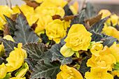 Begonia I´CONIA Portofino 'Yellow'