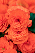 Begonia elatior, orange